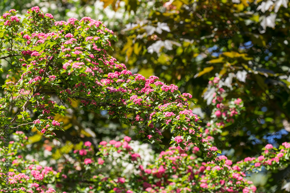branches of flowering pink hawthorn branches of flowering pink hawthorn