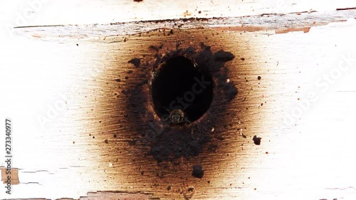 Honey bees exiting and entering a beehive on a farm in South Africa photo