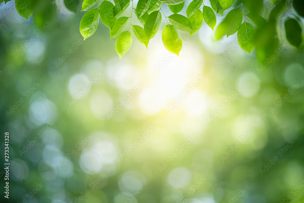 Nature of green leaf in garden at summer. Natural green leaves plants using as spring background cover page greenery environment ecology wallpaper