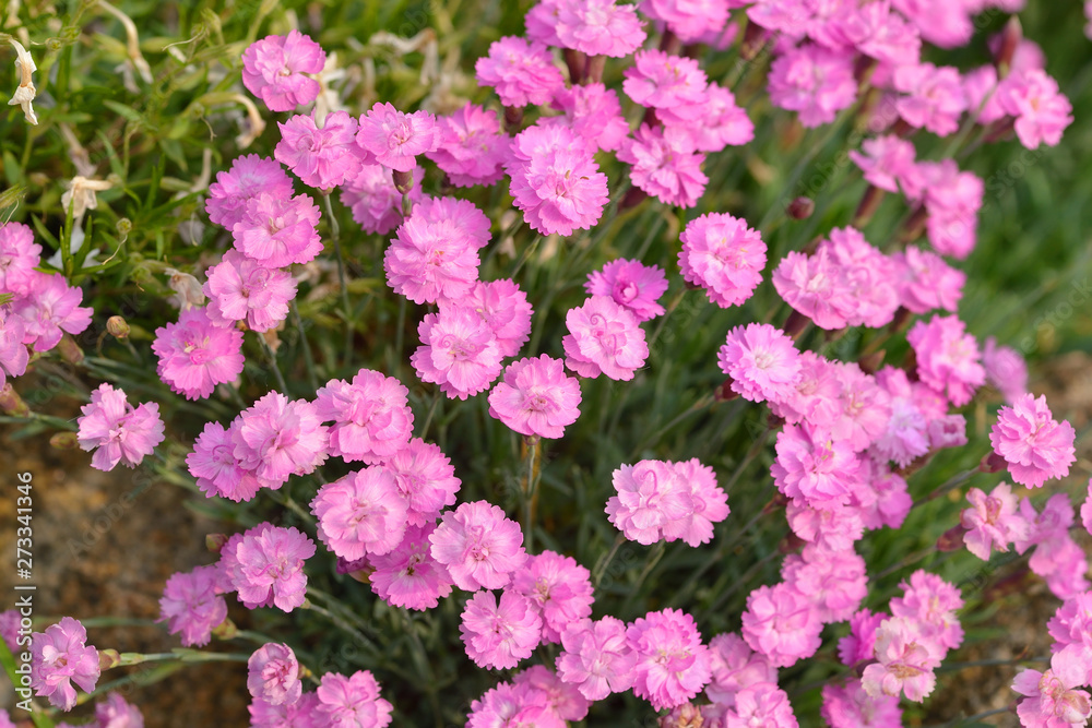 Rosa Nelken im Steingarten