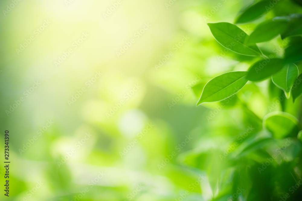 Nature of green leaf in garden at summer. Natural green leaves plants using as spring background cover page greenery environment ecology wallpaper Nature of green leaf in garden at summer. Natural green leaves plants using as spring background cover page greenery environment ecology wallpaper