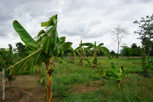 plantation of palm trees