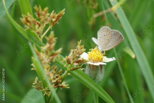 kiss flower