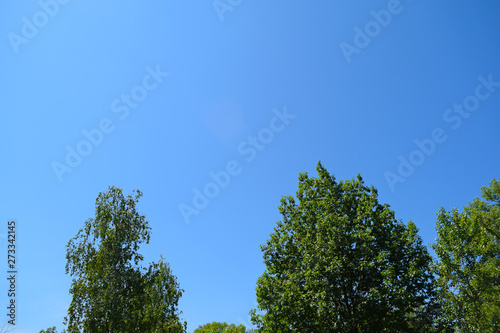 The view through the green leaves on blue sky.