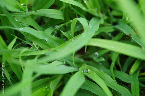 dew in top