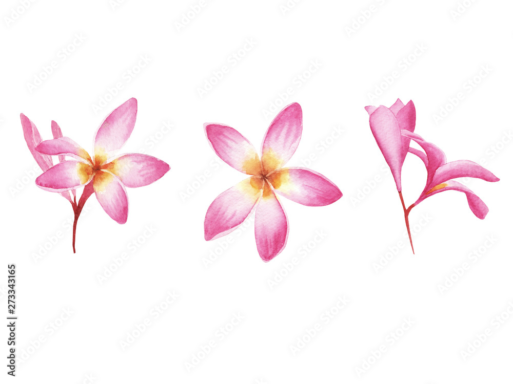 hand drawn watercolor set of tropical plant plumeria flower isolated on white background