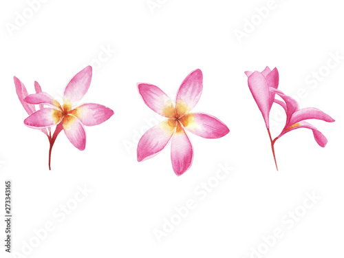 hand drawn watercolor set of tropical plant plumeria flower isolated on white background © Hanna