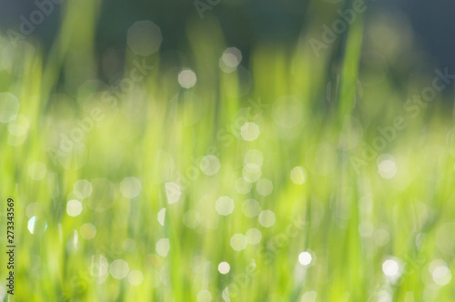blurred shiny droplets of morning dew on green grass