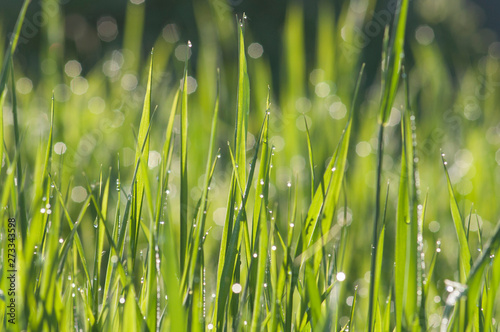 shiny droplets of morning dew on green grass