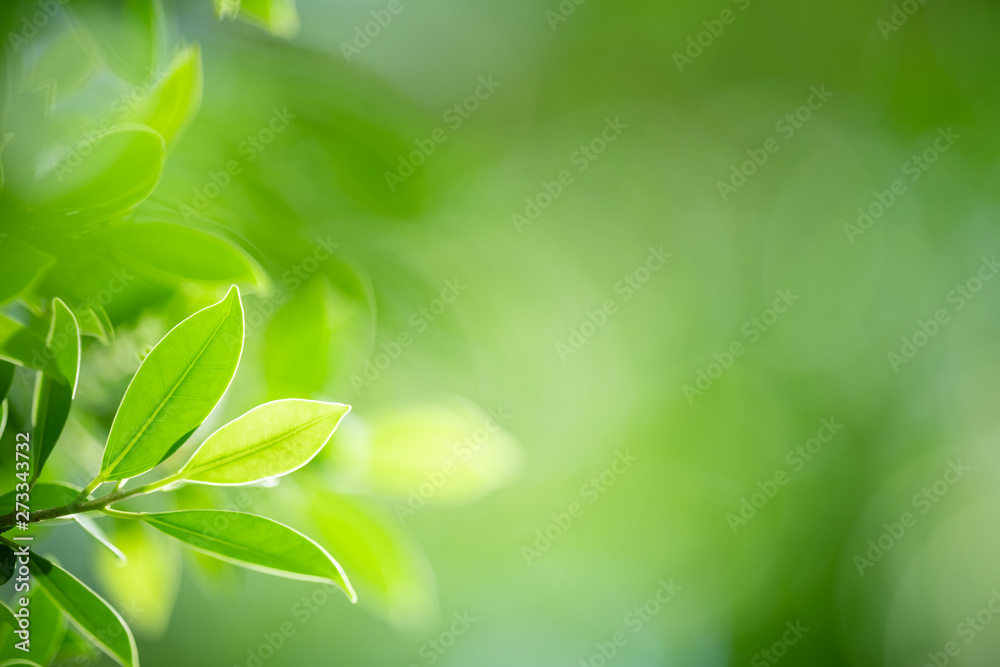 Nature of green leaf in garden at summer. Natural green leaves plants using as spring background cover page greenery environment ecology wallpaper Nature of green leaf in garden at summer. Natural green leaves plants using as spring background cover page greenery environment ecology wallpaper