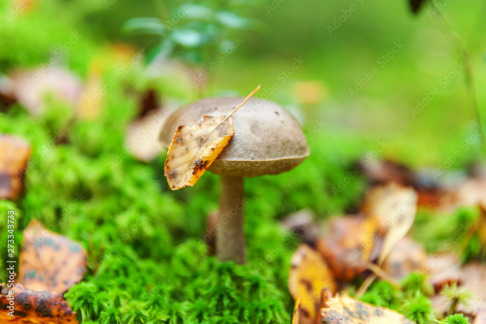 Edible small mushroom with brown cap Penny Bun leccinum in moss autumn forest background. Fungus in the natural environment. Big mushroom macro close up. Inspirational natural summer or fall landscape Edible small mushroom with brown cap Penny Bun leccinum in moss autumn forest background. Fungus in the natural environment. Big mushroom macro close up. Inspirational natural summer or fall landscape