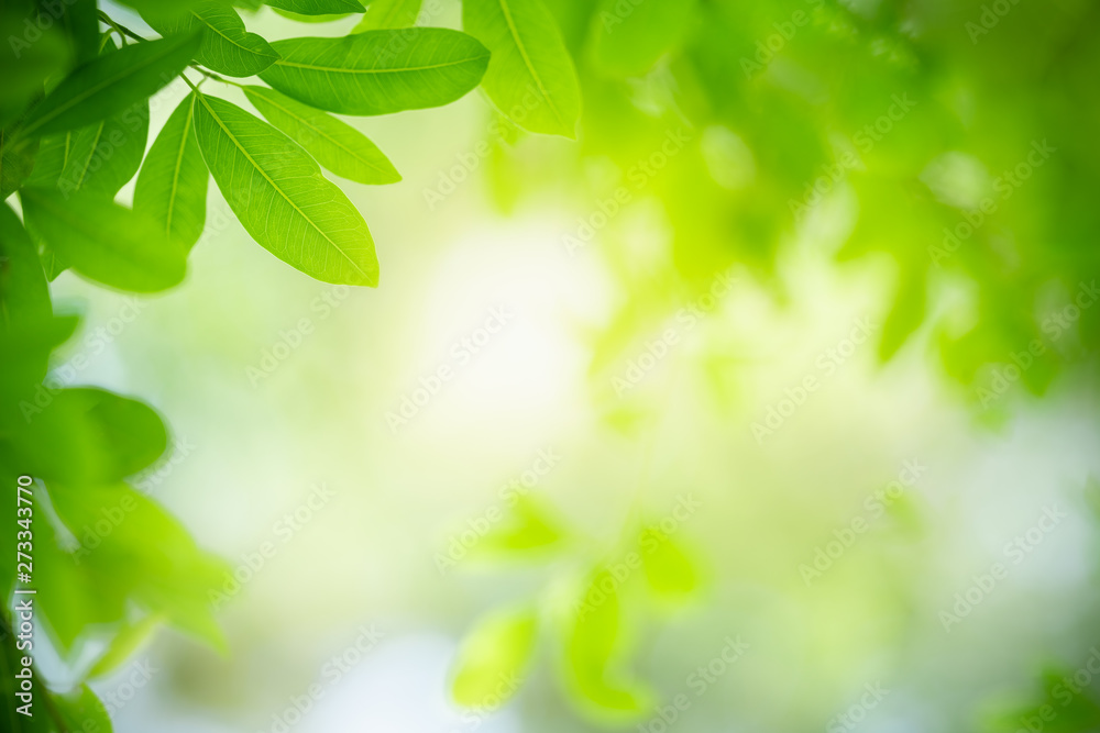 Nature of green leaf in garden at summer. Natural green leaves plants using as spring background cover page greenery environment ecology wallpaper