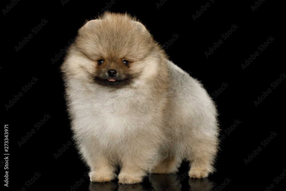 Groomed miniature Pomeranian Spitz puppy Standing on black isolated background, side view