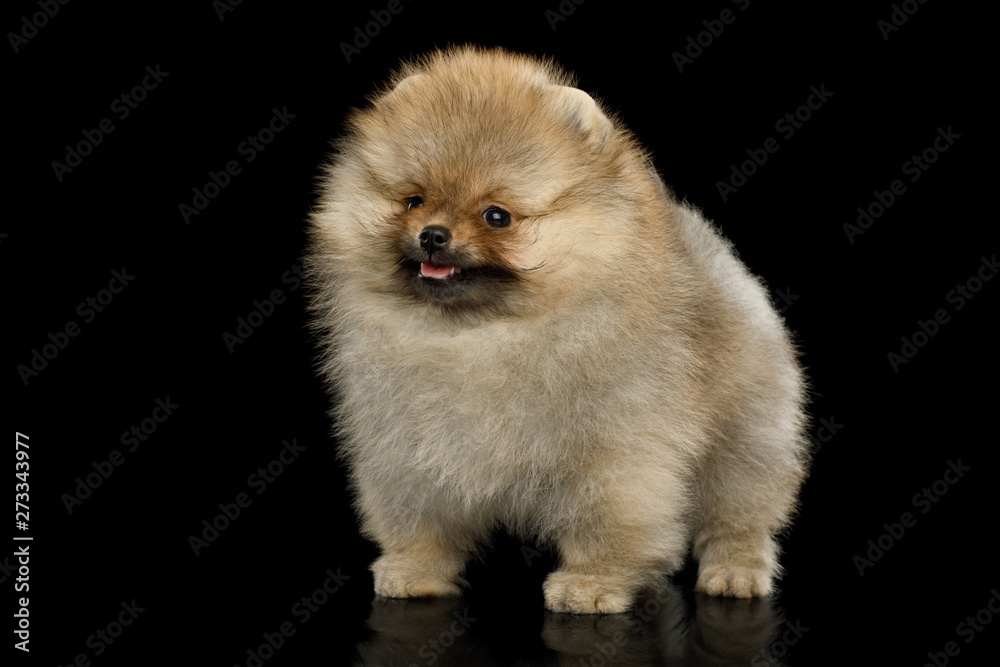 Groomed miniature Pomeranian Spitz puppy Standing on black isolated background, side view Groomed miniature Pomeranian Spitz puppy Standing on black isolated background, side view