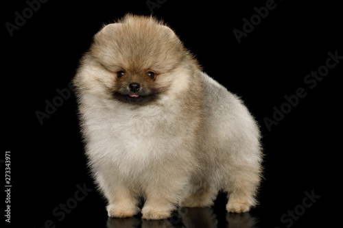Groomed miniature Pomeranian Spitz puppy Standing on black isolated background, side view