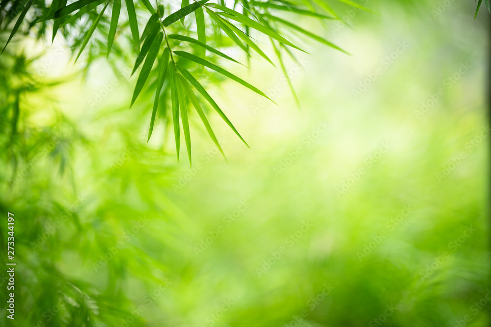 Fototapeta Charakter zielonych liści w ogrodzie w lecie. Naturalne zielone liście rośliny wykorzystujące jako wiosenne tło strony tytułowej zieleń środowisko ekologia tapeta