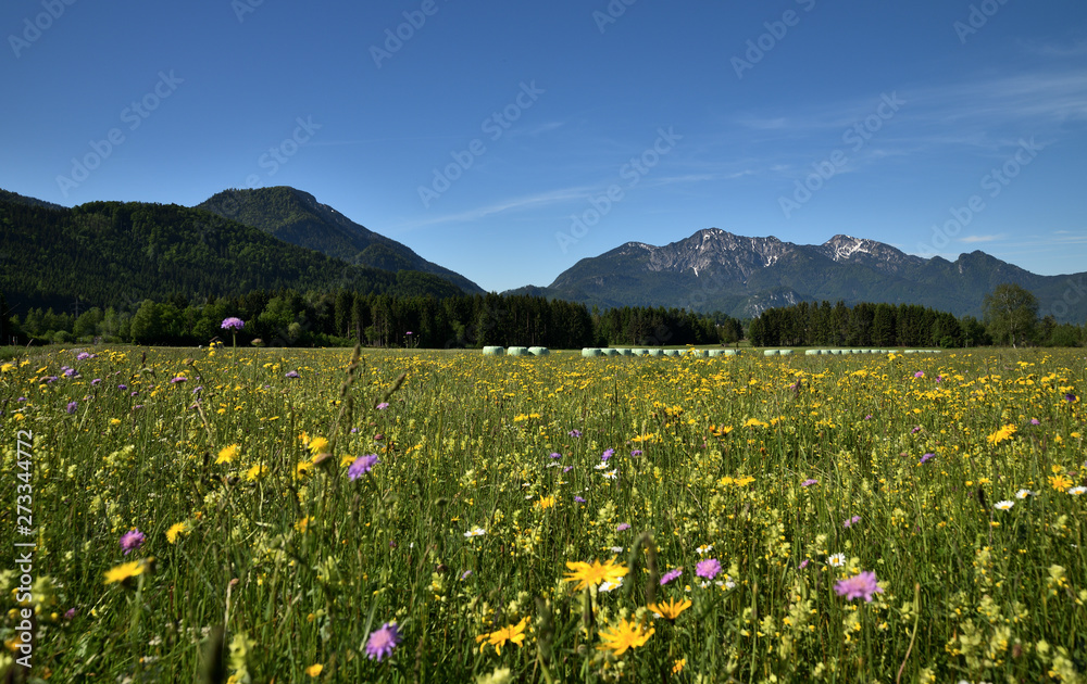 Blumenwiese  in den Bayerischen Voralpen
