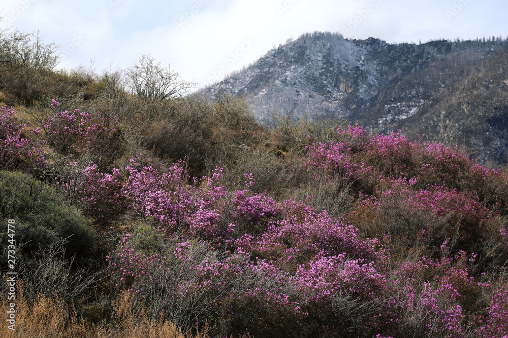 Blossoming pink rhododendron in mountains