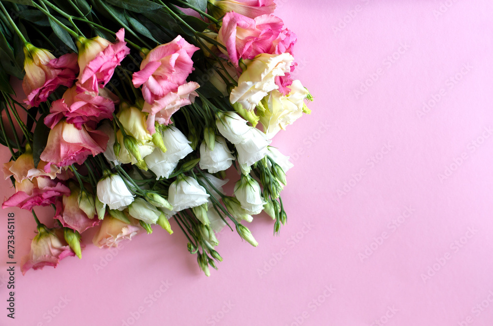 Close-up of very beautiful pink and white flowers on the soft pink background. Bouquet of fresh perfect eustoma. Springtime and summer concept. Space for text. 