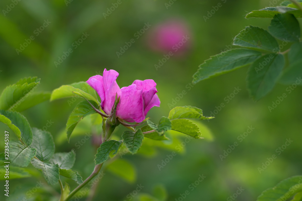 Medicinal plants. Scarlet wild rose flowers on blurred green background Medicinal plants. Scarlet wild rose flowers on blurred green background
