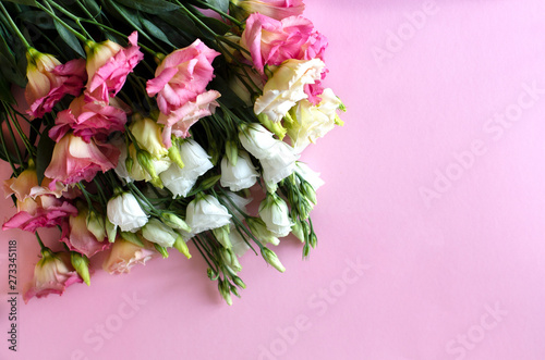 Fototapeta Naklejka Na Ścianę i Meble -  Close-up of very beautiful pink and white flowers on the soft pink background. Bouquet of fresh perfect eustoma. Springtime and summer concept. Space for text. 