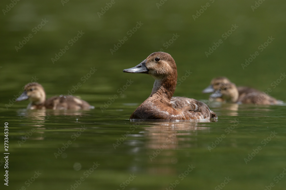 Common pochard, female with duckling (Aythya ferina) Common pochard, female with duckling (Aythya ferina)
