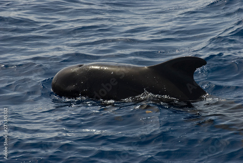 Short-finnes Pilot Whale (Globicephala macrorhynchus) on surface of Caribbean off Dominica