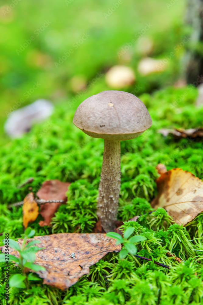 Edible small mushroom with brown cap Penny Bun leccinum in moss autumn forest background. Fungus in the natural environment. Big mushroom macro close up. Inspirational natural summer or fall landscape Edible small mushroom with brown cap Penny Bun leccinum in moss autumn forest background. Fungus in the natural environment. Big mushroom macro close up. Inspirational natural summer or fall landscape
