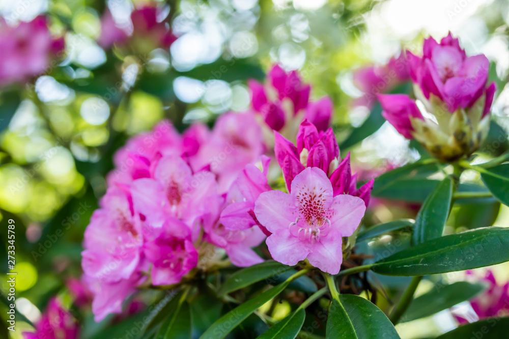 Pink rhododendron flowers in the park, Finland Pink rhododendron flowers in the park, Finland