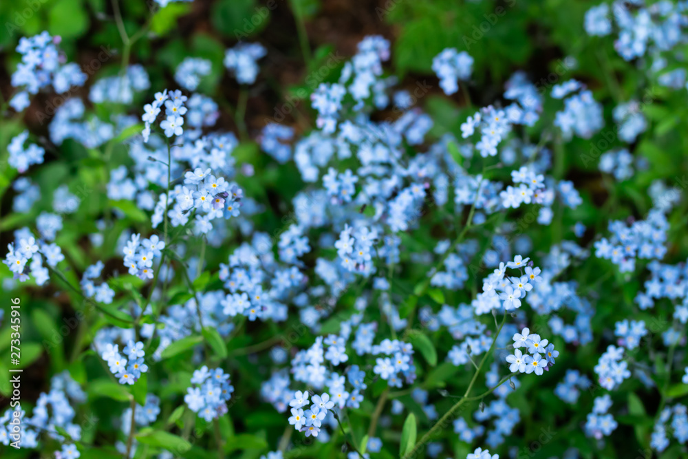 Forget-me-not Myosotis flowers blooming in the forest Forget-me-not Myosotis flowers blooming in the forest