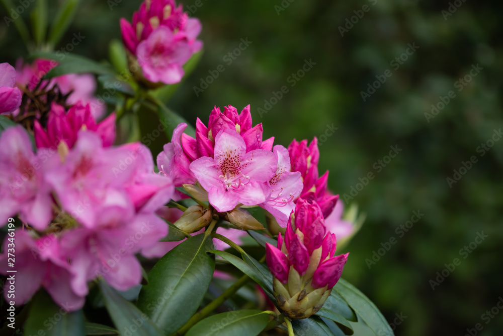 Pink rhododendron flowers in the park, Finland Pink rhododendron flowers in the park, Finland