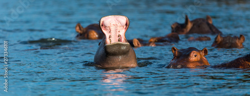 COMMON HIPPO (Hippopotamus amphibius), Zambezi river, Victoria Falls or Mosi-Oa-Tunya, Zambia and Zimbabwe, Africa