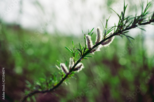 branch of a tree in spring