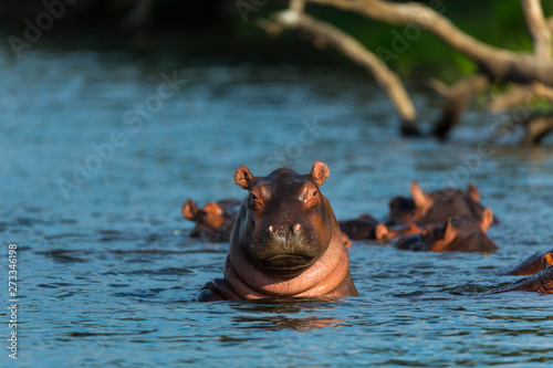 COMMON HIPPO (Hippopotamus amphibius), Zambezi river, Victoria Falls or Mosi-Oa-Tunya, Zambia and  Zimbabwe, Africa photo