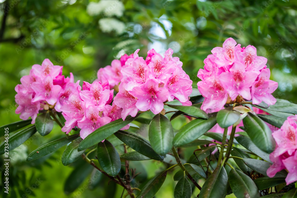 Pink rhododendron flowers in the park, Finland Pink rhododendron flowers in the park, Finland