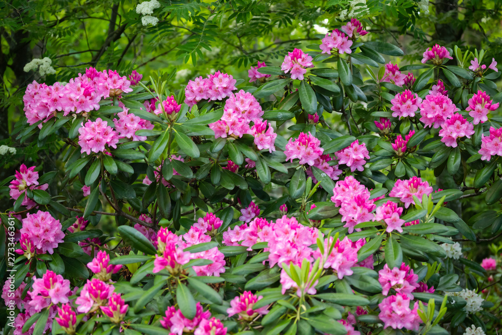 Pink rhododendron flowers in the park, Finland