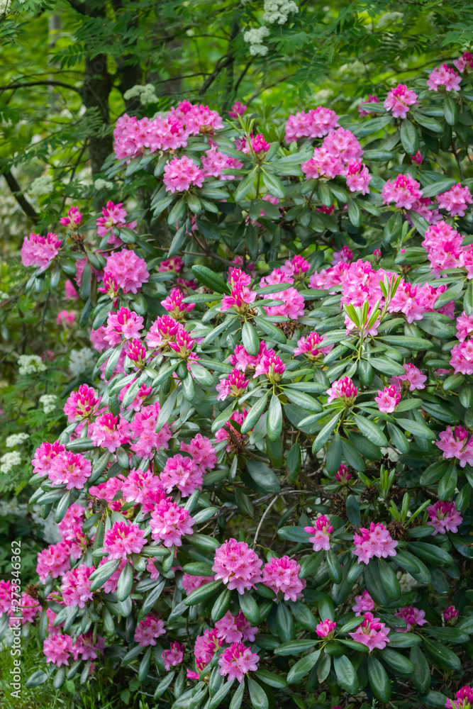 Pink rhododendron flowers on bush in the park, Finland