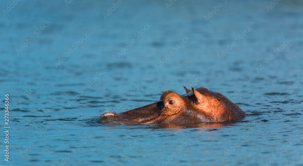 COMMON HIPPO (Hippopotamus amphibius), Zambezi river, Victoria Falls or Mosi-Oa-Tunya, Zambia and Zimbabwe, Africa COMMON HIPPO (Hippopotamus amphibius), Zambezi river, Victoria Falls or Mosi-Oa-Tunya, Zambia and Zimbabwe, Africa