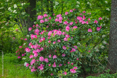 Fototapeta Naklejka Na Ścianę i Meble -  Pink rhododendron flowers on bush in the park, Finland