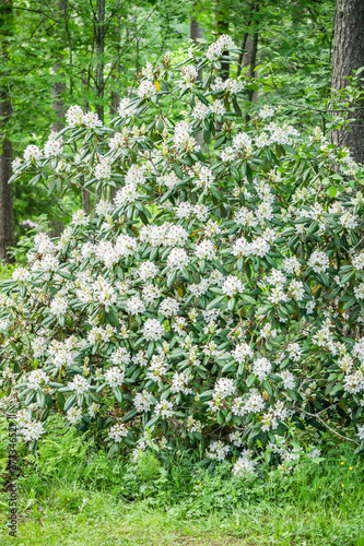 Fototapeta Naklejka Na Ścianę i Meble -  White rhododendron flowers on bush in the park, Finland