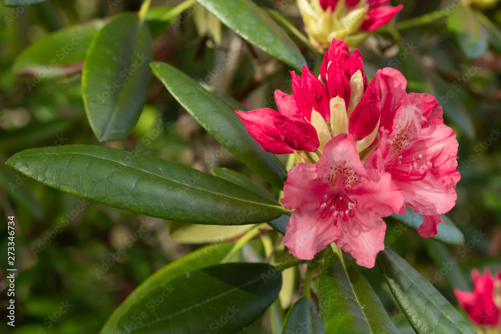Pink rhododendron flowers in the park, Finland Pink rhododendron flowers in the park, Finland