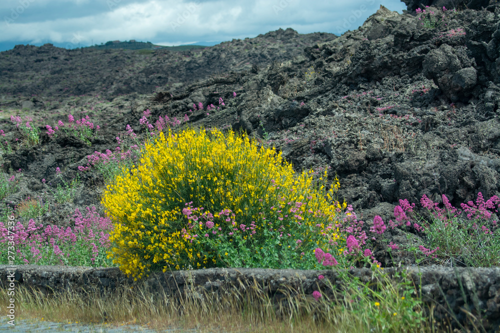Obraz premium Flora of Mount Etna volcano, blossom of pink Centranthus ruber Valerian or Red valerian and yellow Genista aetnensis, popular garden plants with ornamental flowers.