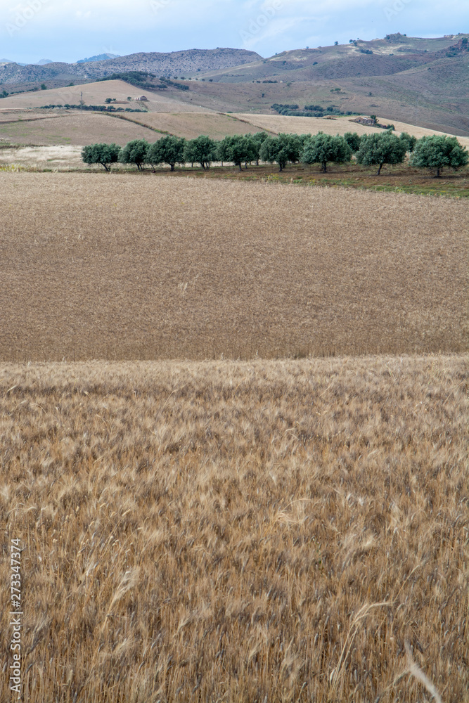Fields with ripe dried pasta durum wheat in Sicily, Italy, ready for harvest