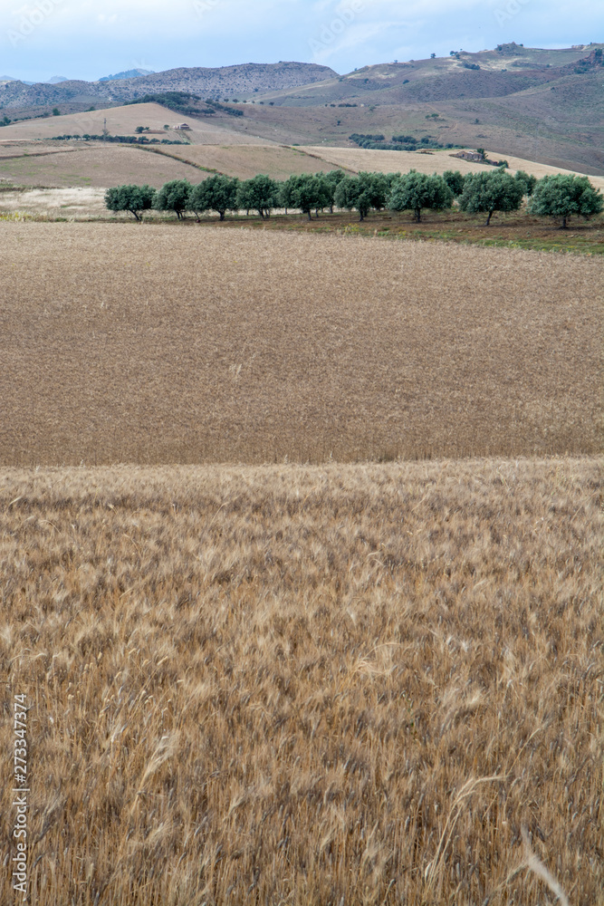 Fototapeta premium Fields with ripe dried pasta durum wheat in Sicily, Italy, ready for harvest