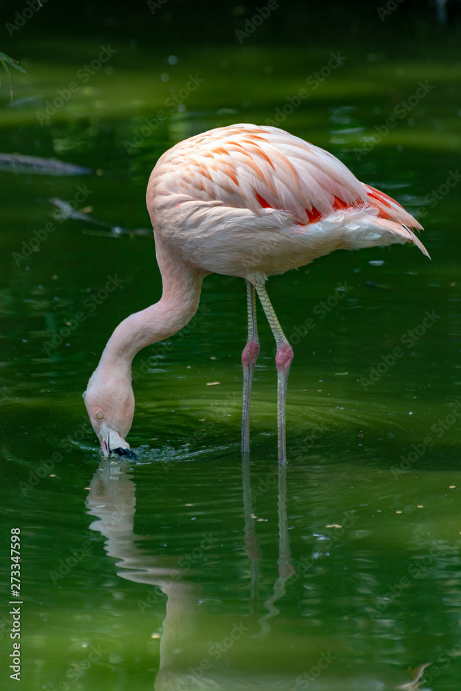 Pink framingo bird close up
