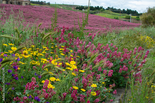 Flora of Sicily, colorful flossom of wild flowers, peas and French honeysuckle, pink sulla flowers on meadow in mountains, production of natural bio honey. photo