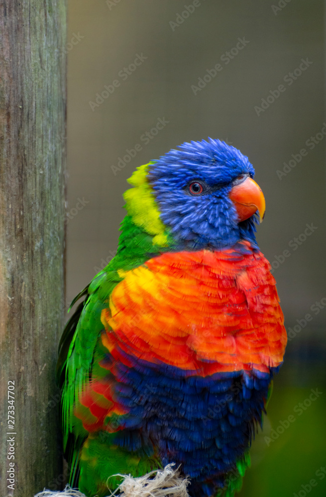 Blue mountain lorikeet sitting in nest, close up Blue mountain lorikeet sitting in nest, close up