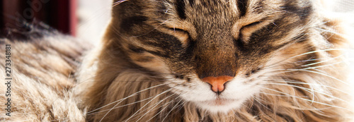 Cat sleeping under morning sun.