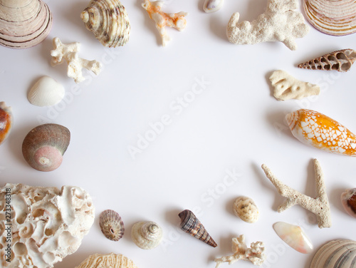Sea shells and corals frame.