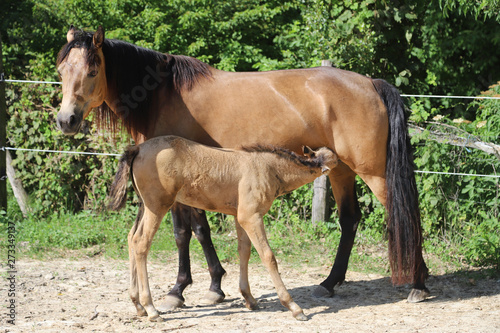 Beautiful thoroughbred foal and mare posing for cameras at rural equestrian farm